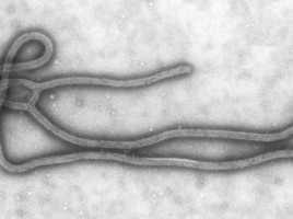 Ebola