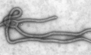 Ebola