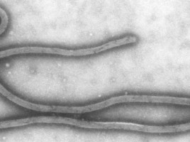 cropped-Ebola.jpg